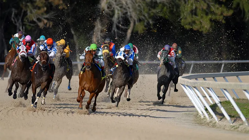 Cá cược đua ngựa trực tuyến có những ưu điểm gì?